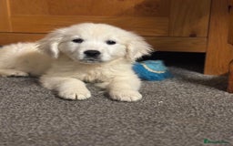 Golden Retriever dogs for sale: Beautiful golden retriever girl  - Image 5