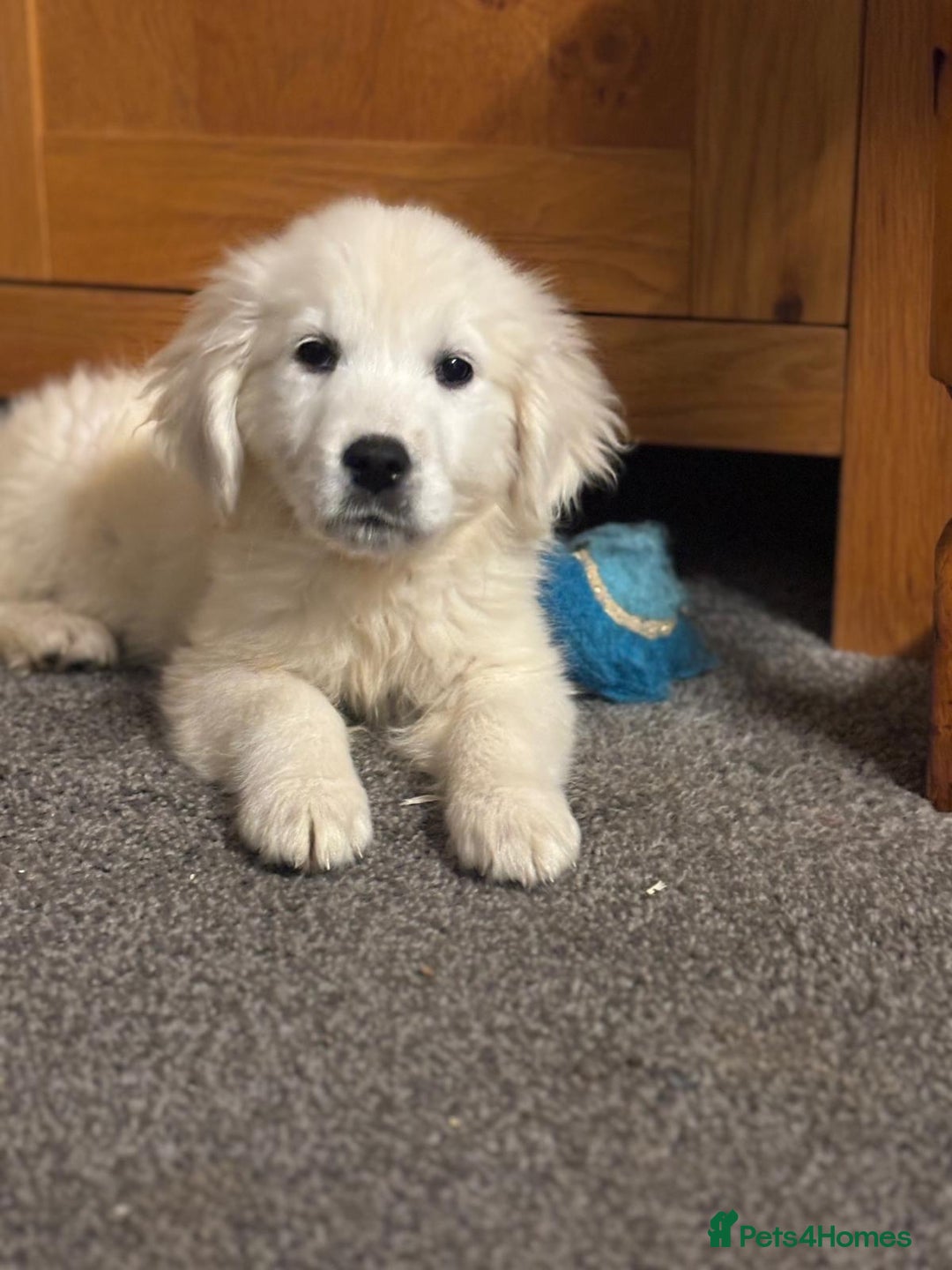 Golden Retriever dogs for sale: Beautiful golden retriever girl  - Image 5