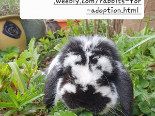 Mini Lop rabbits Spayed/neutered rabbits for adoption VAC rhd2 - Advert 2