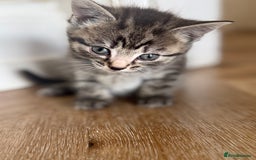 Domestic Shorthair cats for sale: 5 Beautiful healthy kittens in Chester - Image 2