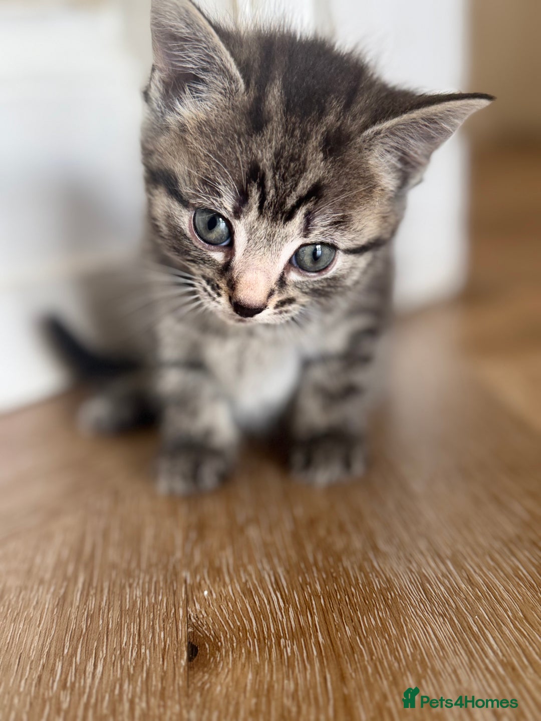 Domestic Shorthair cats for sale: 5 Beautiful healthy kittens in Chester - Image 2