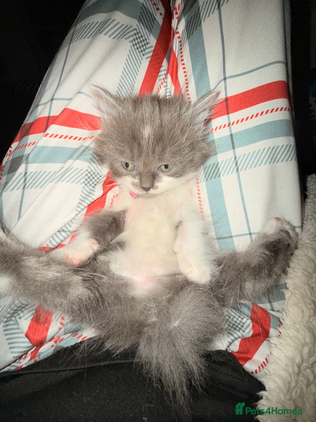Ragdoll cats for sale: Beautiful Ragdoll girl  - Image 12
