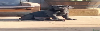 Cane Corso Puppy 2