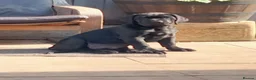 Cane Corso dogs for sale: Cane Corso puppies ready to leave now - Advert 36