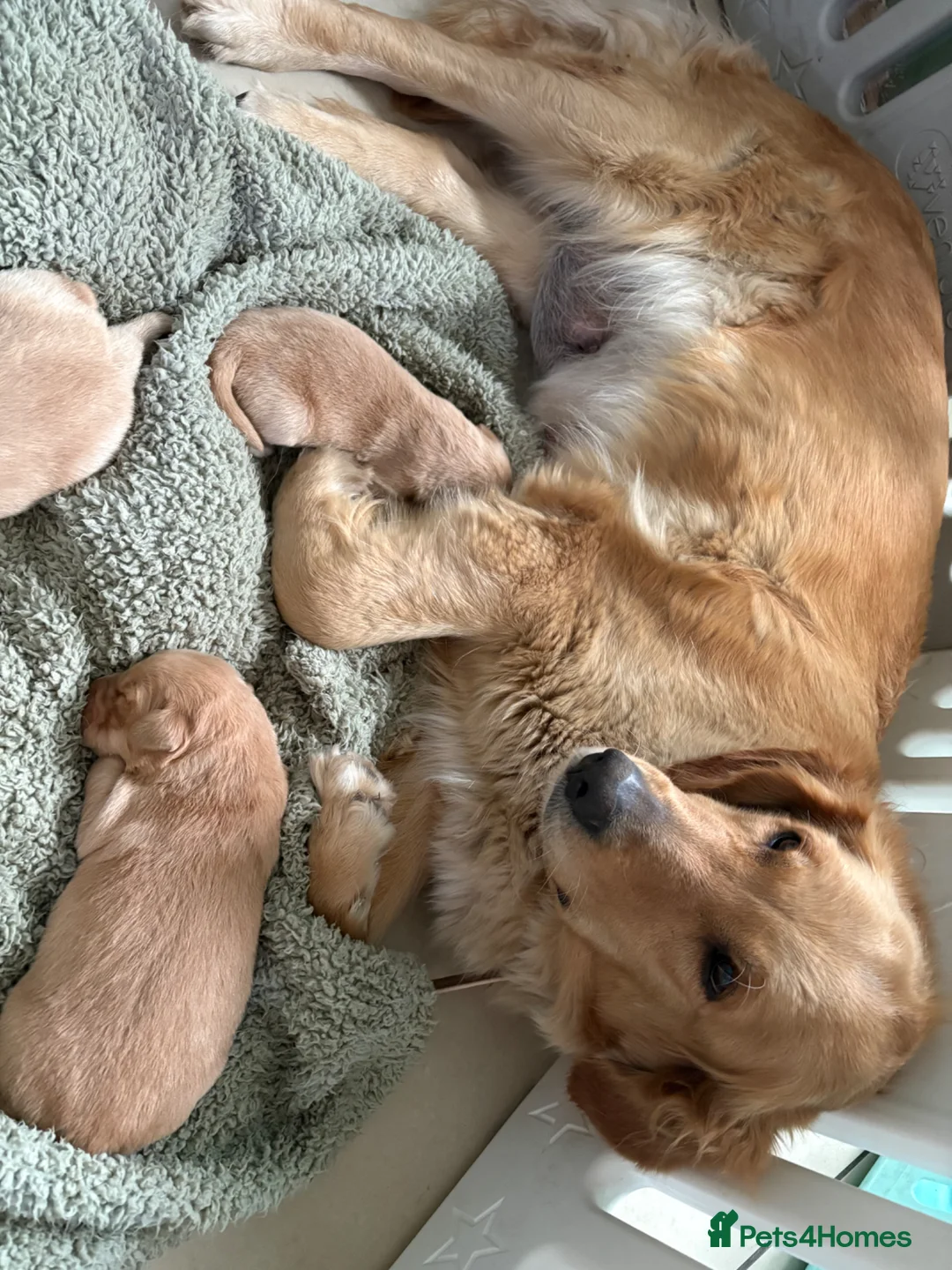 Golden Retriever dogs for sale: Dark golden retriever puppies kc reg - Advert 2