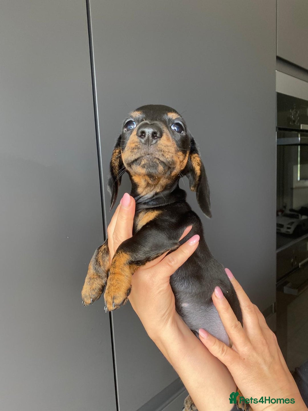 Dachshund dogs for sale: Miniature dachshund puppies - Image 14