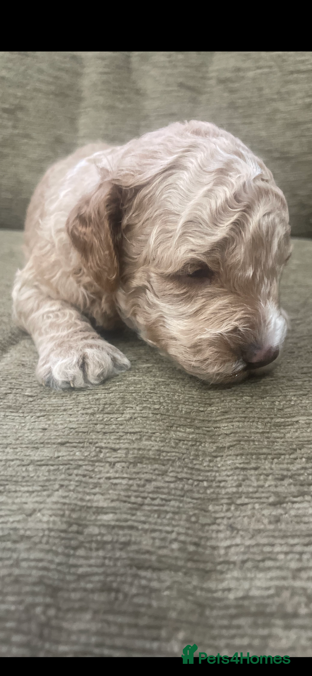 Cockapoo dogs for sale: F1b cockapoo puppies ready now - Advert 35