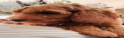Australian Labradoodle dogs for sale: **MR BRINKLEY'S GENUINE ALD PUPPIES** - Advert 36