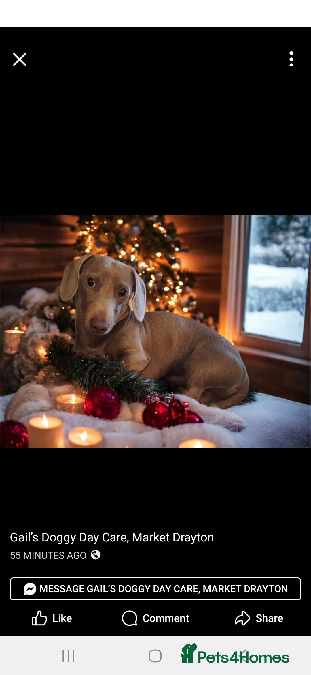 Dachshund dogs for stud: This is Rex - Image 2