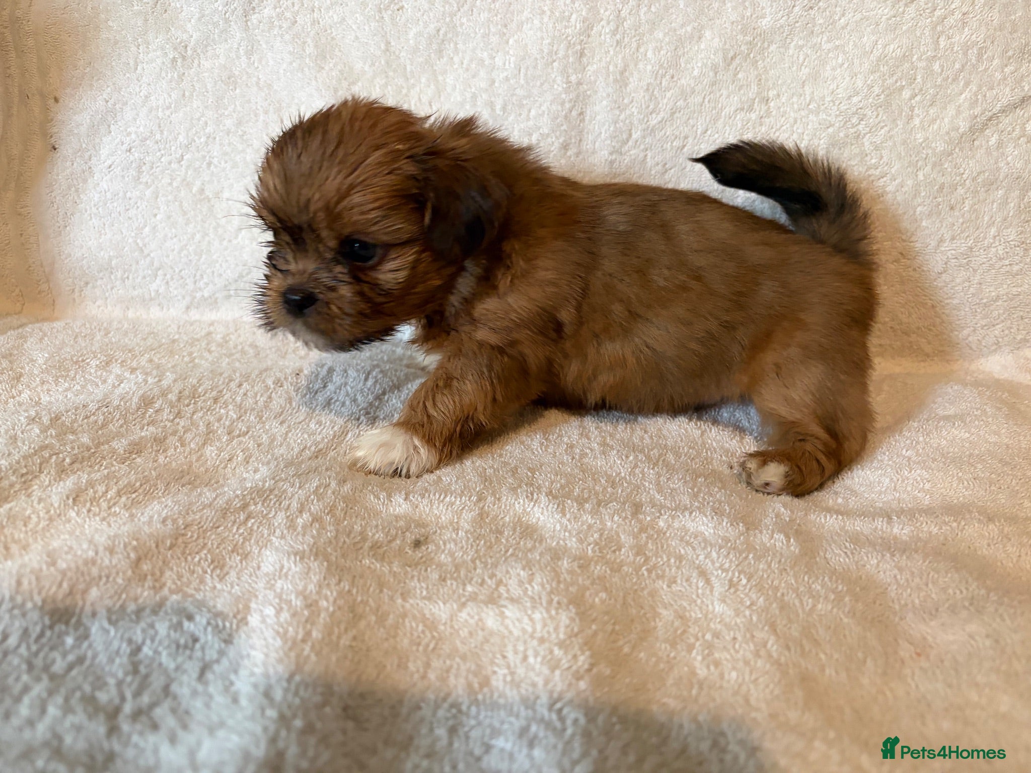 Lhasa Apso dogs Kc Reg Lhasa pup Only 1 left  - Advert 3