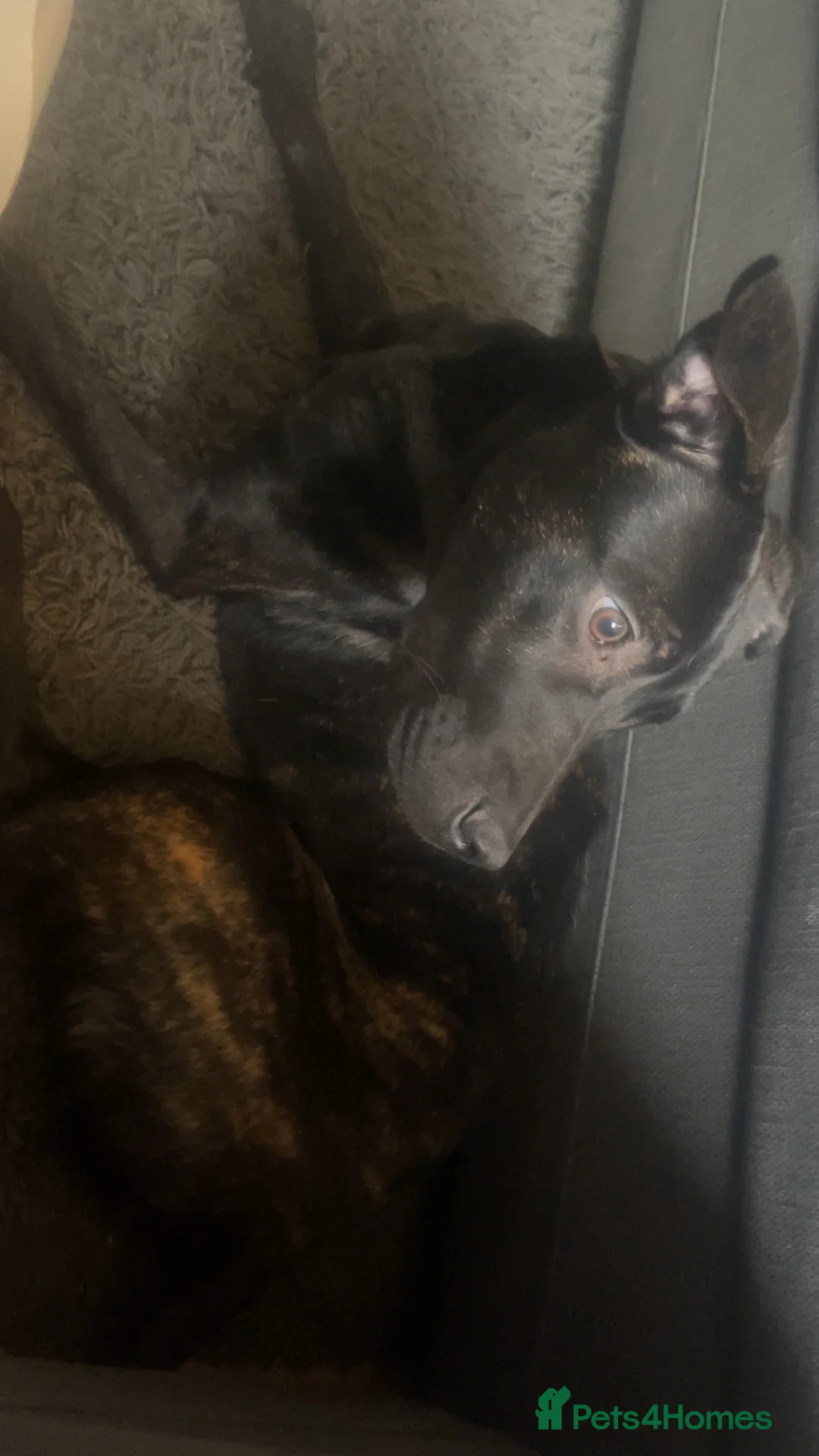 Mixed Breed dogs for sale: Rottweiler cross sharpei  - Advert 5