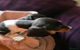 Dachshund dogs for sale: KC Registered Shorthaired dachshunds  - Image 5