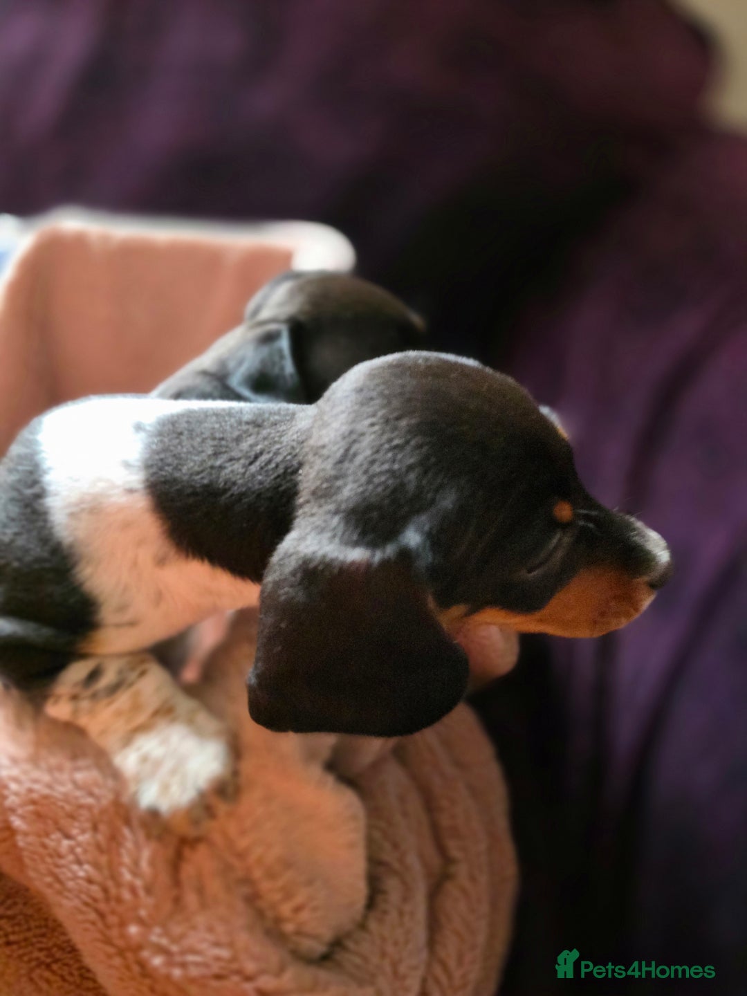 Dachshund dogs for sale: KC Registered Shorthaired dachshunds  - Image 5