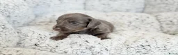 Miniature Dachshund dogs for sale: KC short haired and long haired puppies  - Advert 15