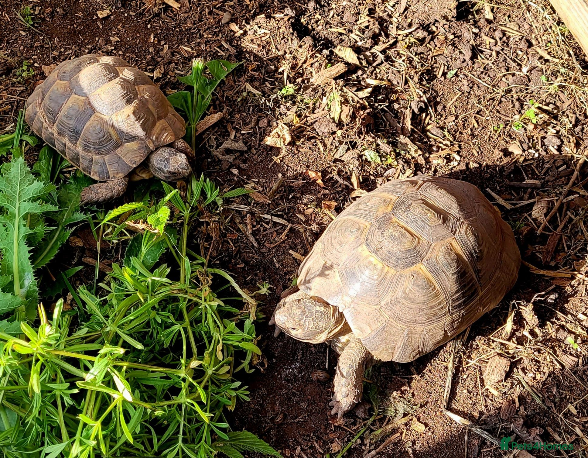 Tortoise reptiles 2 Spur-Thighed Tortoises - Advert 10