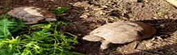 Tortoise reptiles for sale: 2 Spur-Thighed Tortoises - Advert 1