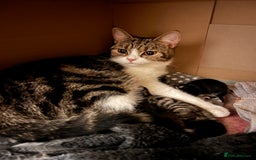 British Shorthair cats for sale: 4 Beautiful British Shorthair cross Kittens  - Image 25