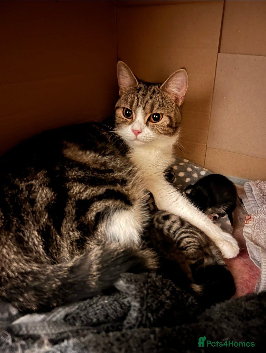 British Shorthair cats for sale: 4 Beautiful British Shorthair cross Kittens  - Image 25