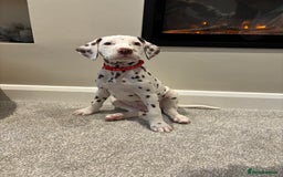 Dalmatian dogs for sale: 1 DALMATIAN LEFT READY NOW - Image 16