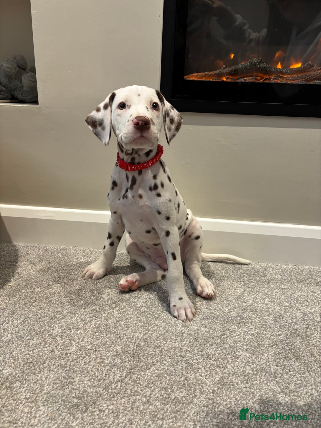 Dalmatian dogs for sale: 1 DALMATIAN LEFT READY NOW - Image 16
