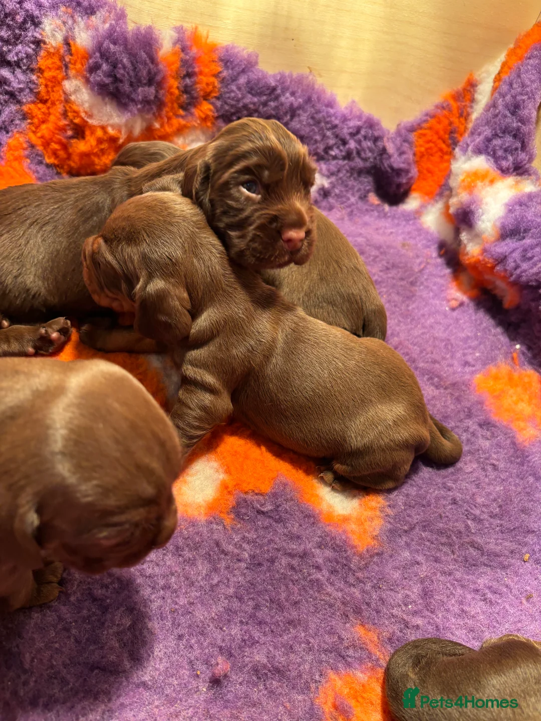 Mixed Breed dogs for sale: Cocker x Patterdale  in Barnsley - Advert 1