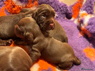 Mixed Breed dogs Cocker x Patterdale - Advert 1