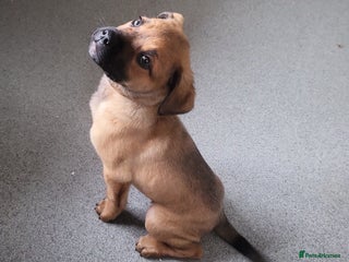 Mixed Breed dogs Beautiful Ridgeback Staffy x Rottweiler Puppies - Advert 1