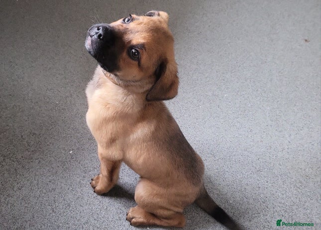 Mixed Breed dogs Beautiful Ridgeback Staffy x Rottweiler Puppies - Advert 1