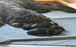 Labradoodle dogs for sale: Labradoodle Puppies 10 weeks 14 Nov 25 - Image 27