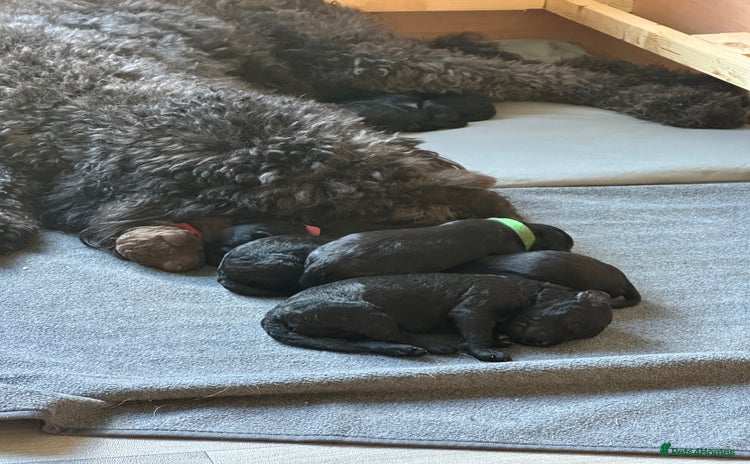 Labradoodle dogs - Advert 1