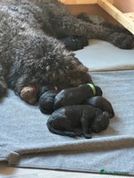 Labradoodle dogs - Advert 2