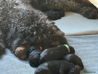 Labradoodle dogs - Advert 2