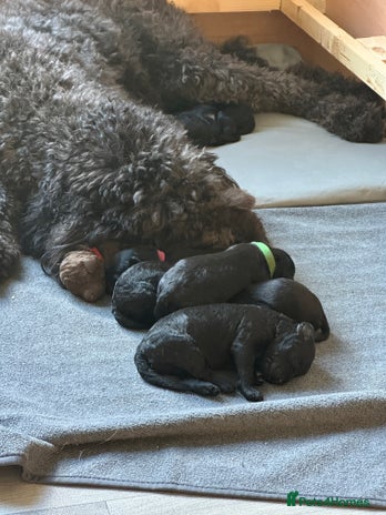 Labradoodle dogs - Advert 1