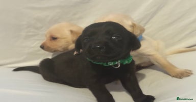 Labrador Retriever dogs - Advert 2