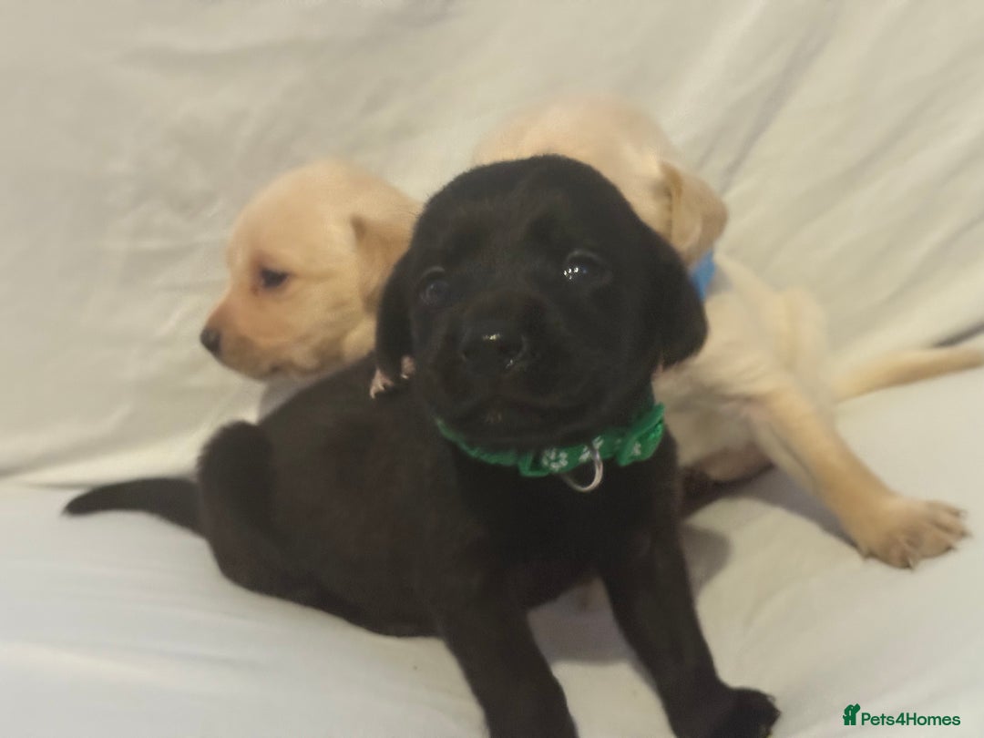 Labrador Retriever dogs for sale: KC registered Labrador puppies - Image 4