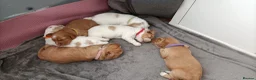 Sprocker dogs for sale: 6 girls spocker  - Advert 14