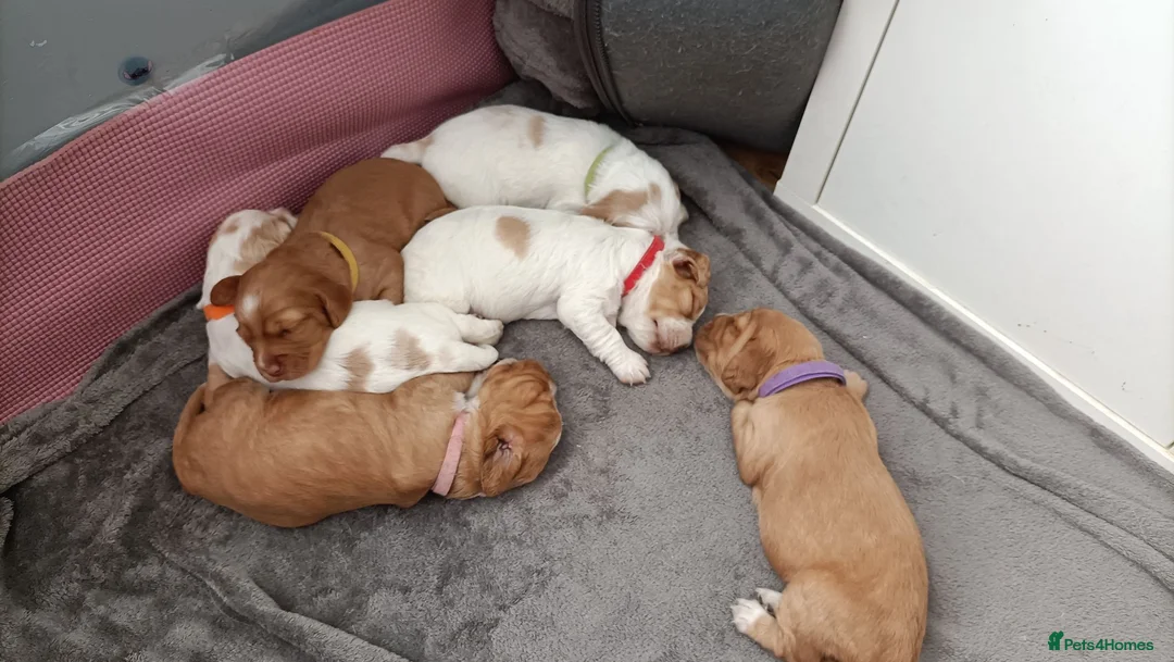 Sprocker dogs for sale: 6 girls spocker  - Advert 14