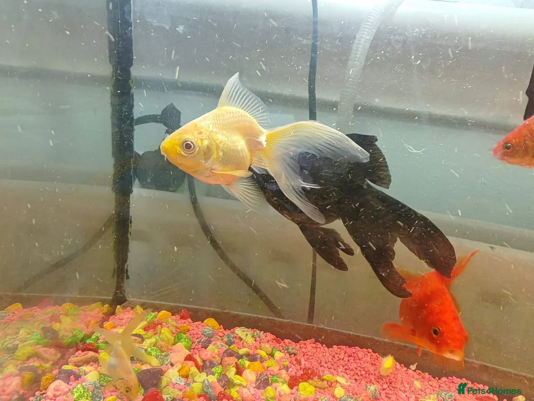 Goldfish fish for sale: Goldfish , Veiltail , Fancy, Telescope black in Glasgow - Advert 30