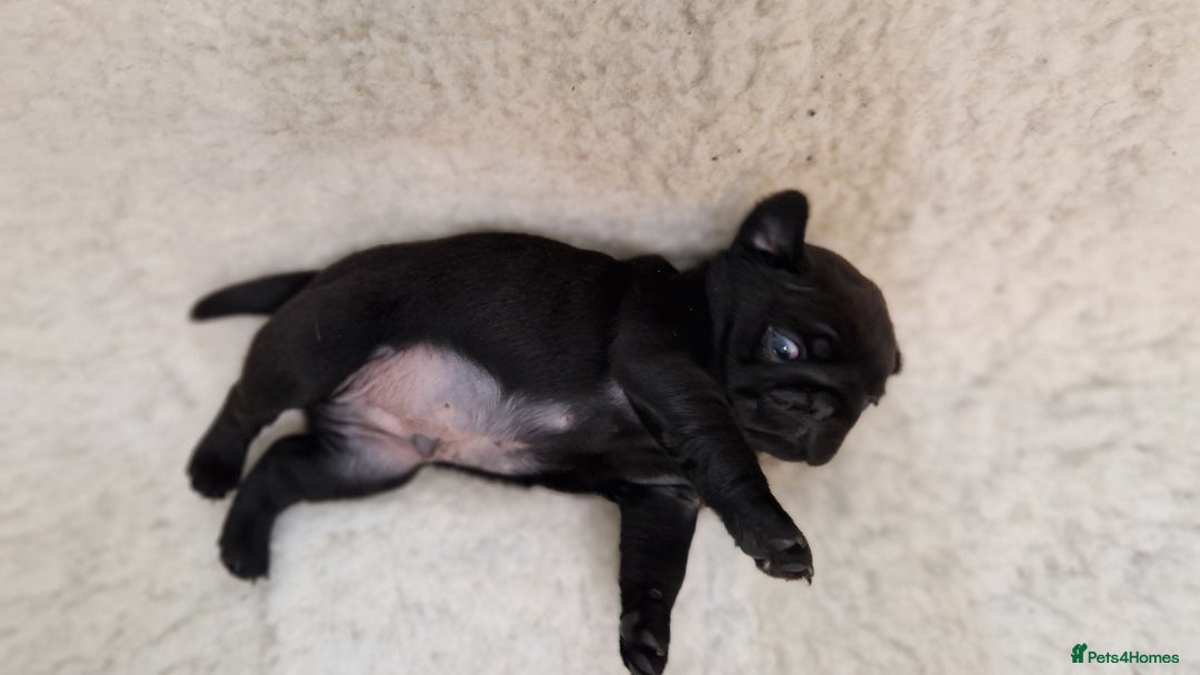 Pug dogs for sale: 2 Adorable pug puppies for sale  - Advert 14