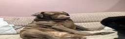 Labrador Retriever dogs for sale: Chocolate labrador retrievers  - Advert 12