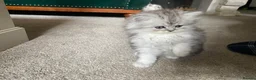Persian cats for sale: Stunning Persian Chinchilla Kittens - Lancashire. - Advert 18