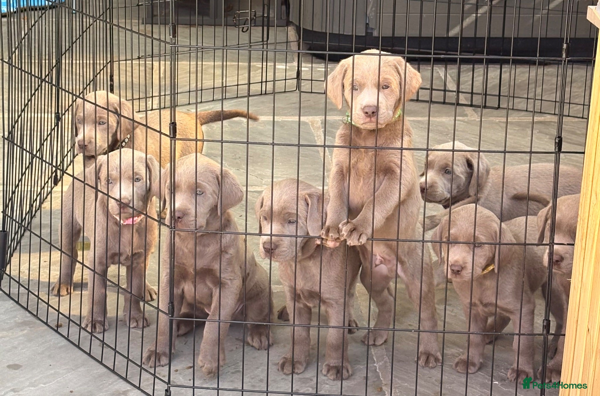 Labrador Retriever dogs KC registered Silver Labrador puppies for sale - Advert 1