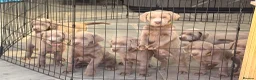 Labrador Retriever dogs for sale: Puppies now sold pending collection  - Advert 3