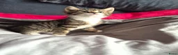 Mixed Breed cats for sale: Adorable Kittens for sale - Advert 20