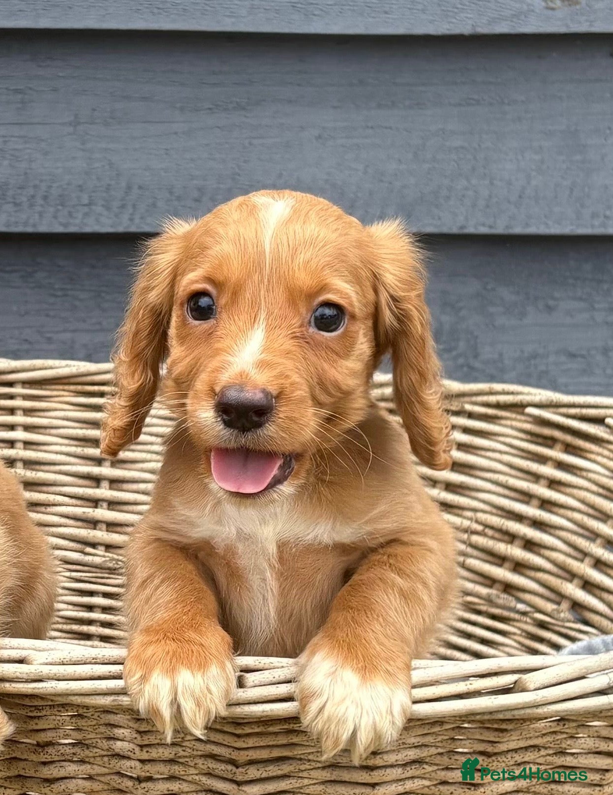 Cocker Spaniel dogs DNA health tested cocker spaniel pups - Advert 1