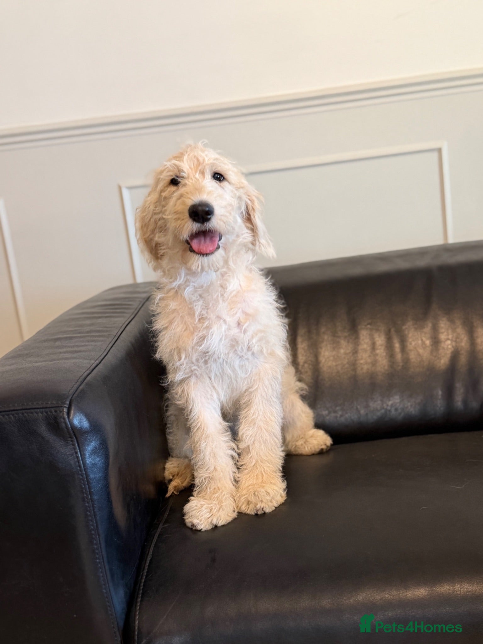 Labradoodle dogs Stunning F1 Standard Labradoodles puppies - Advert 1