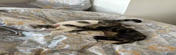 Mixed Breed cats for sale: 2 tabby kittens 5 & 6 months  in Ramsgate - Advert 2