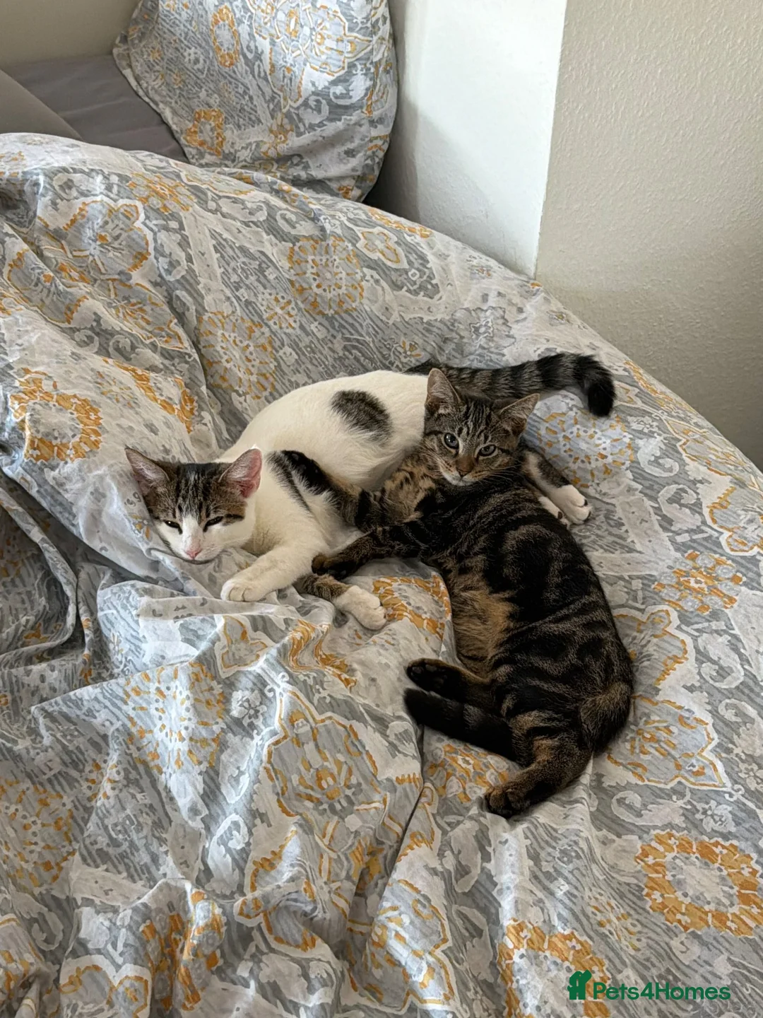 Mixed Breed cats for sale: 2 tabby kittens 5 & 6 months  in Ramsgate - Advert 2