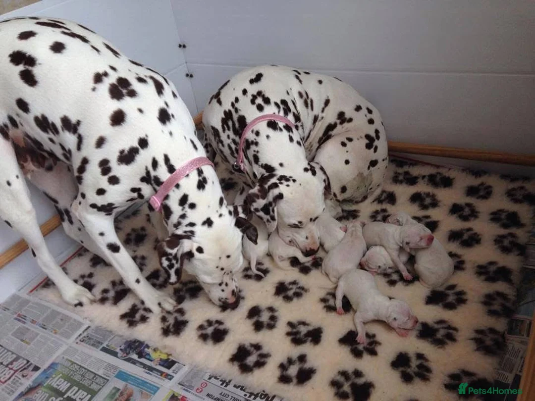Dalmatian dogs for sale: Exceptional Dalmatian Puppies.  - Advert 6