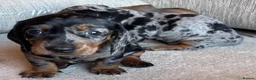 Miniature Dachshund dogs for sale: Miniature dachshunds - Advert 11